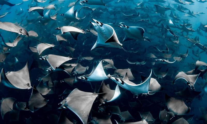 看見海的美|Blancpain 創立「女性Fifty Fathoms五十噚」攝影獎-復刻表