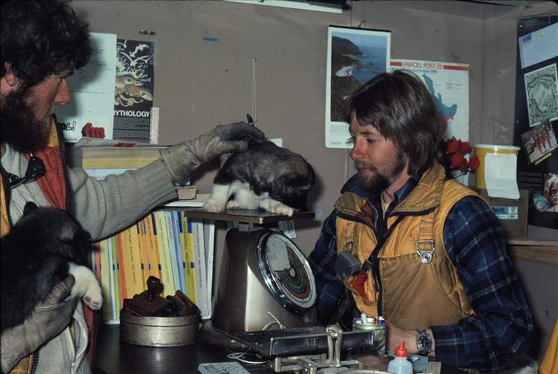 兩個人在秤上測量小狗