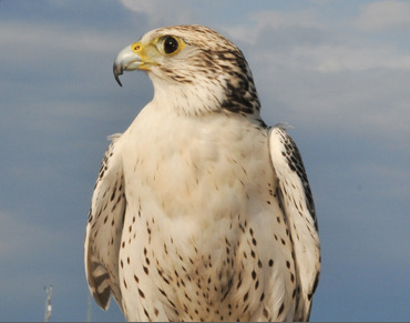 Horus Falcon 荷魯斯Ultramarinum超海洋手表-復(fù)刻表