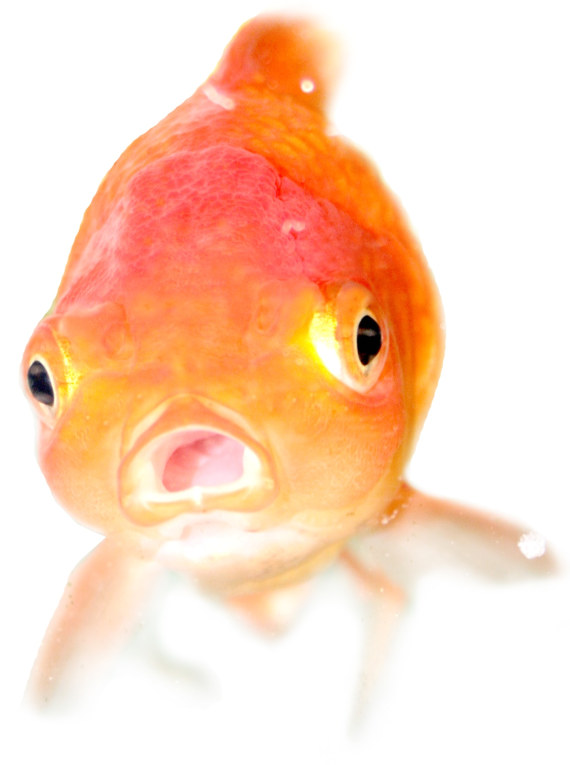 goldfish 貝托魯奇環形計時怪異尖叫臉表盤腕表-復刻表